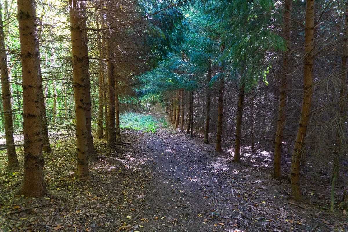 Forest path to Gerersdorf