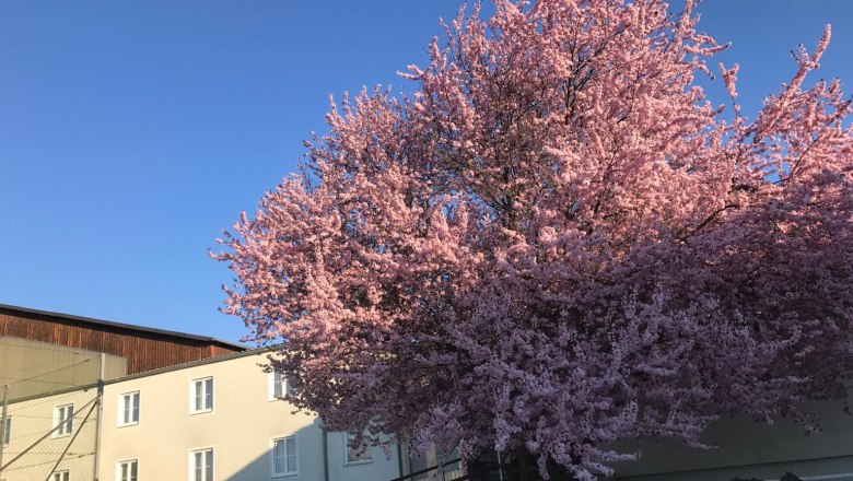 Landpension Gschwantner, &copy; Berta Gschwantner