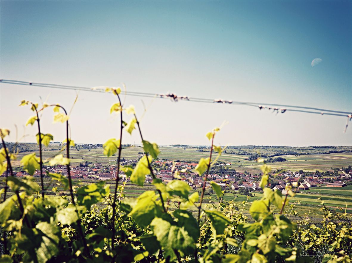View over vineyards to the village of Schrattenberg in a hilly landscape.