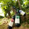 Three bottles of wine lean against a vine in the vineyard.