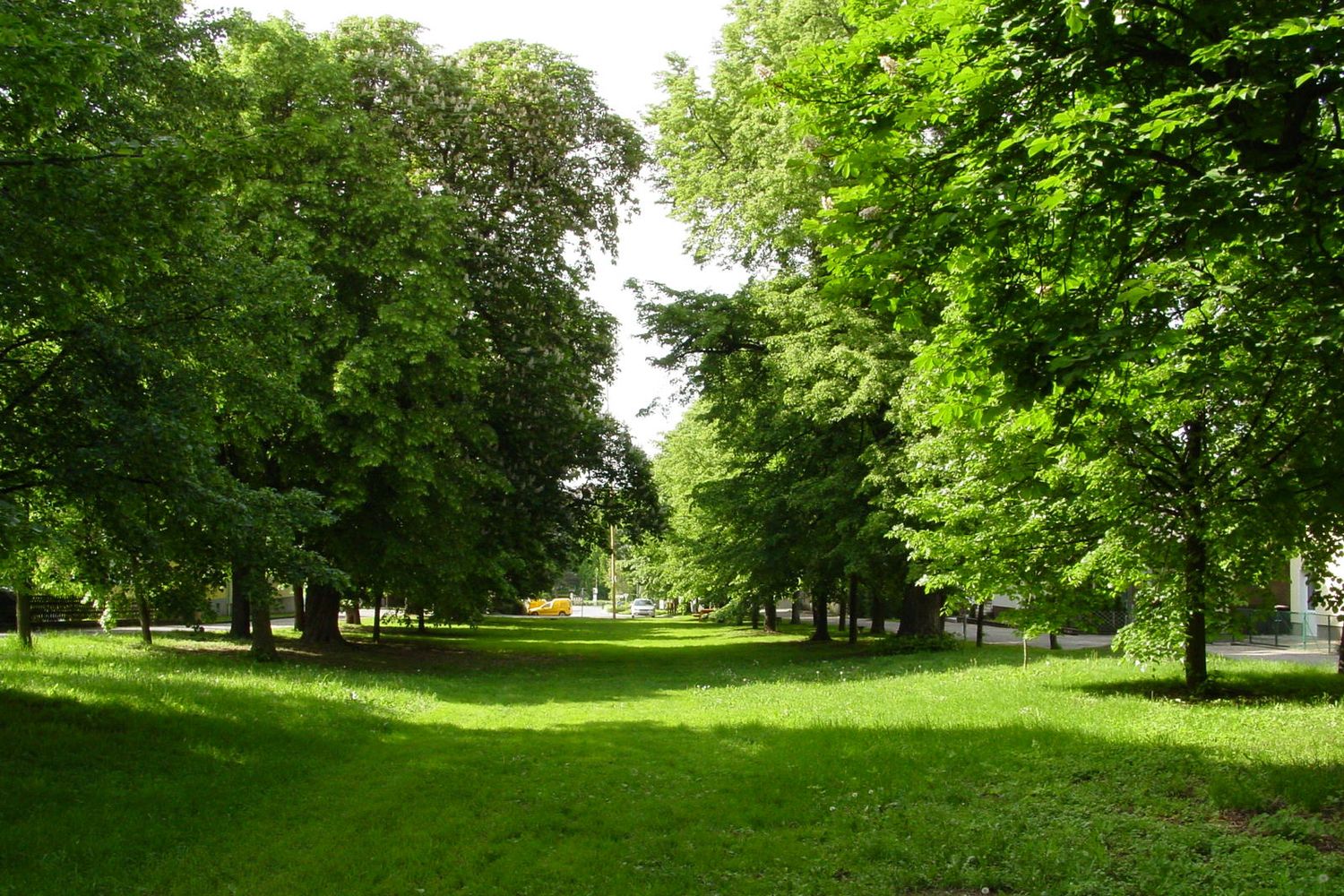 Green avenue with trees and lawn in daylight.
