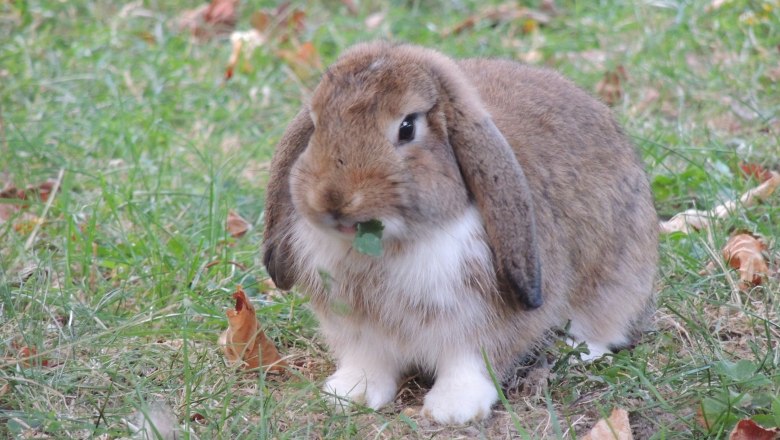 A brown rabbit sits in a meadow and eats a leaf.