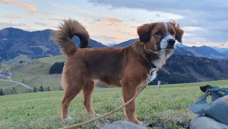 Pet dog - Nico, &copy; Melanie Schweighuber