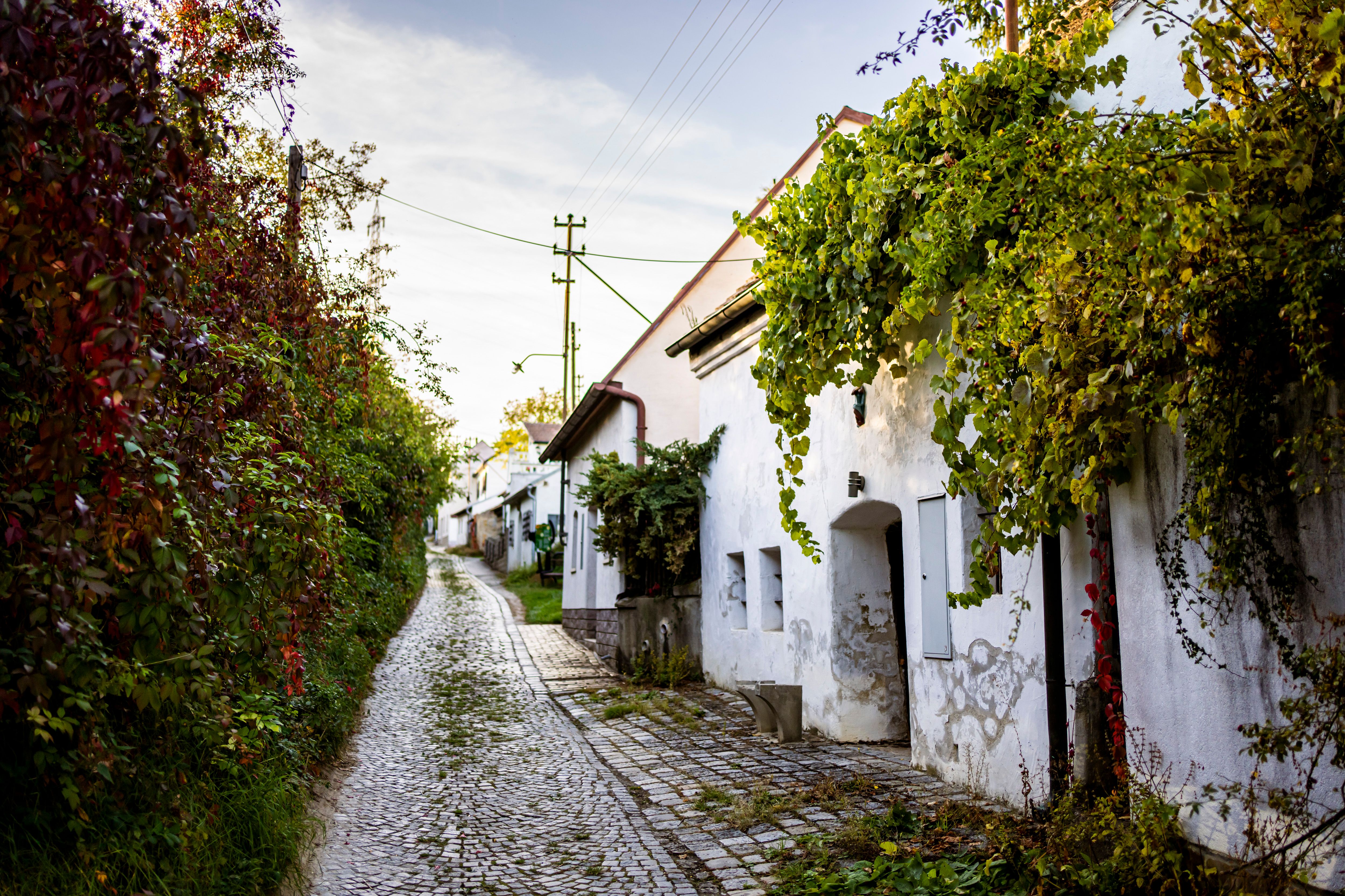 A picturesque, cobbled alley with white wine cellars and lush greenery in Sitzendorf.