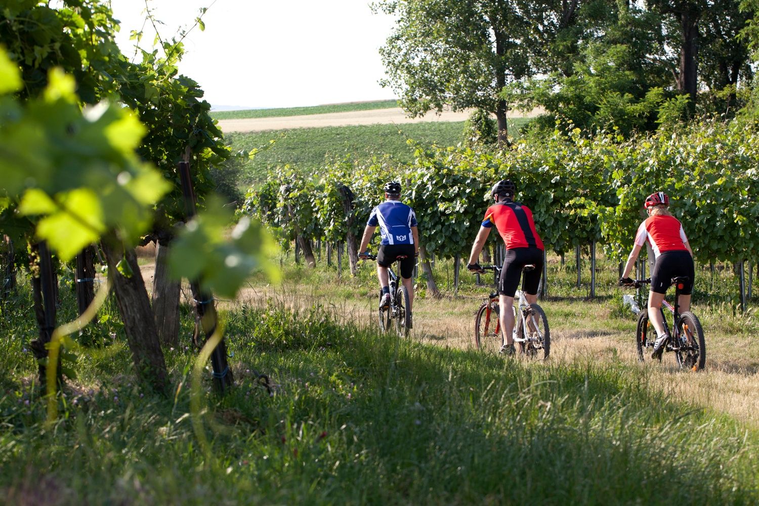 Cycling through the vineyard