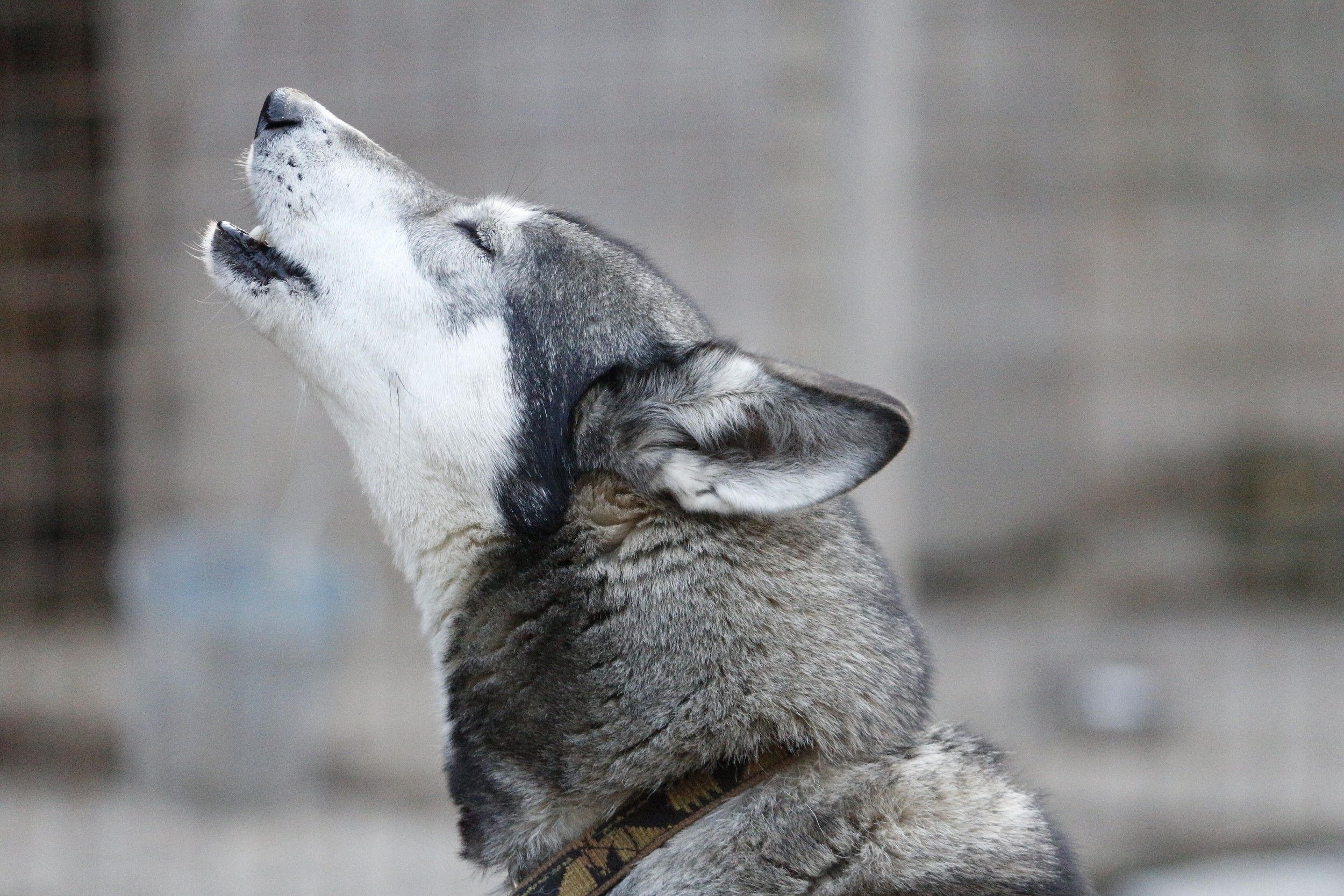 A husky with gray fur howls into the air.