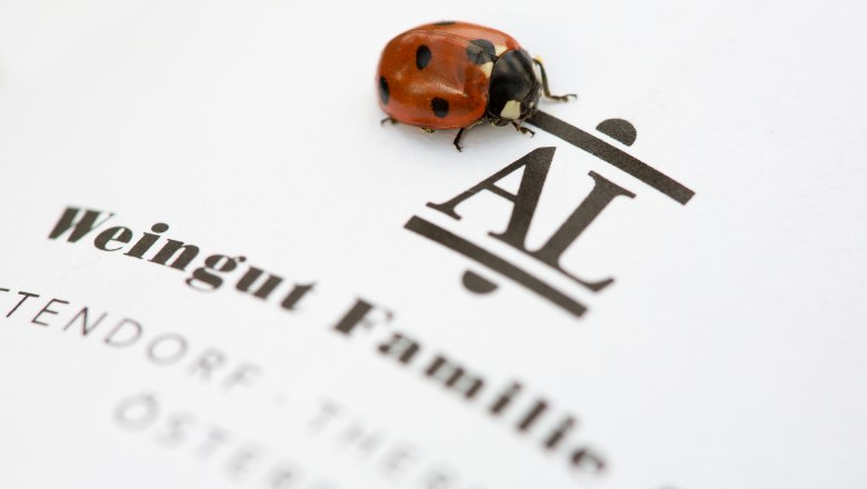 A ladybug sits on a sheet of paper with the inscription 'Weingut Familie Auer'.