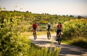 Cycling in the Traisental wine region, &copy; Mostviertel
