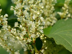 Staudenkn&ouml;terich, &copy; Wienerwald Tourismus GmbH / G.Waiss