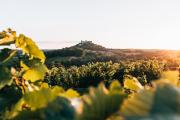 Green wine landscape in Falkenstein., © Niederösterreich Werbung/Romeo Felsenreich