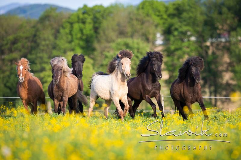 A group of Icelandic horses gallops across a flowering meadow against a backdrop of trees.