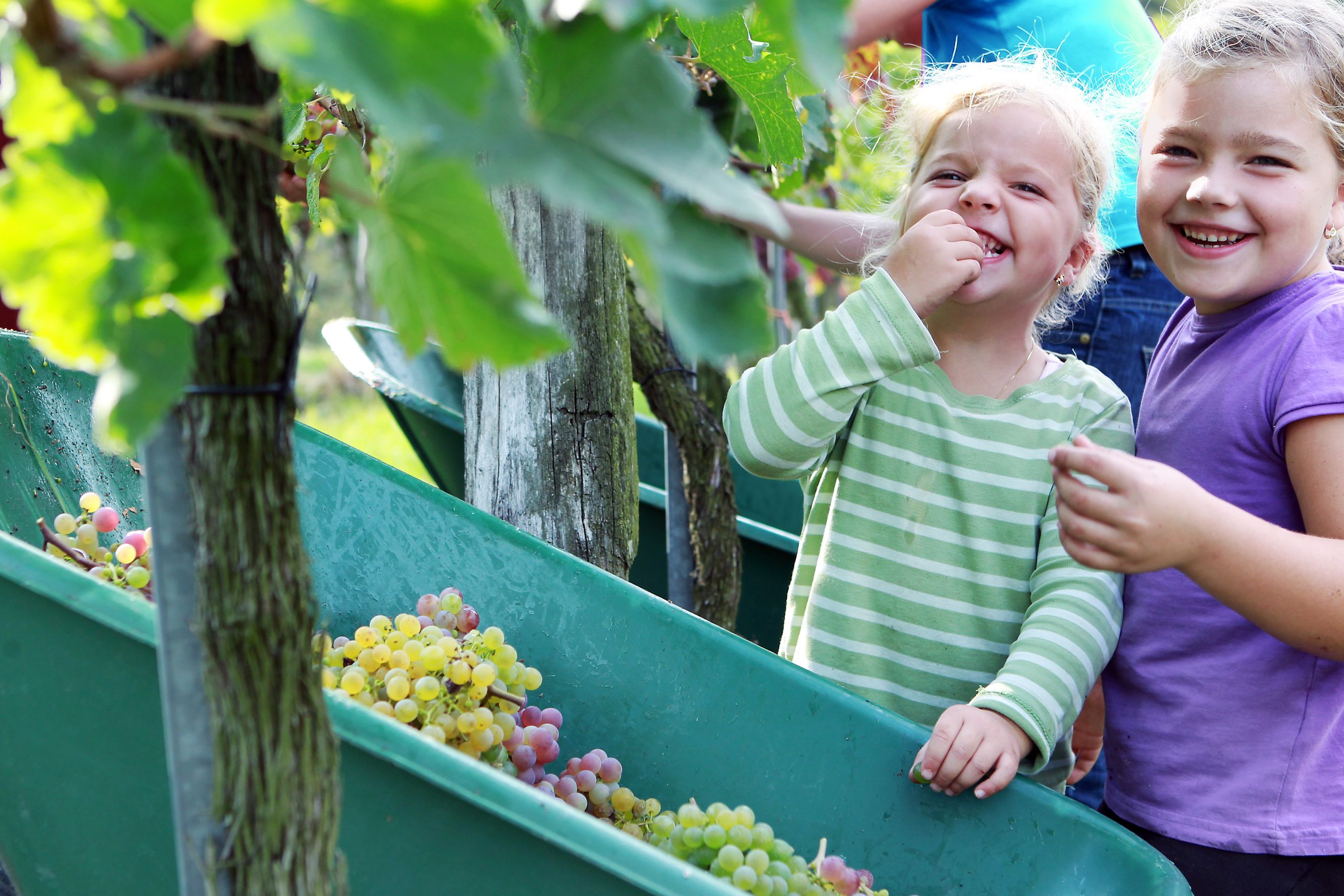 Two laughing children in the vineyard, one is eating grapes.