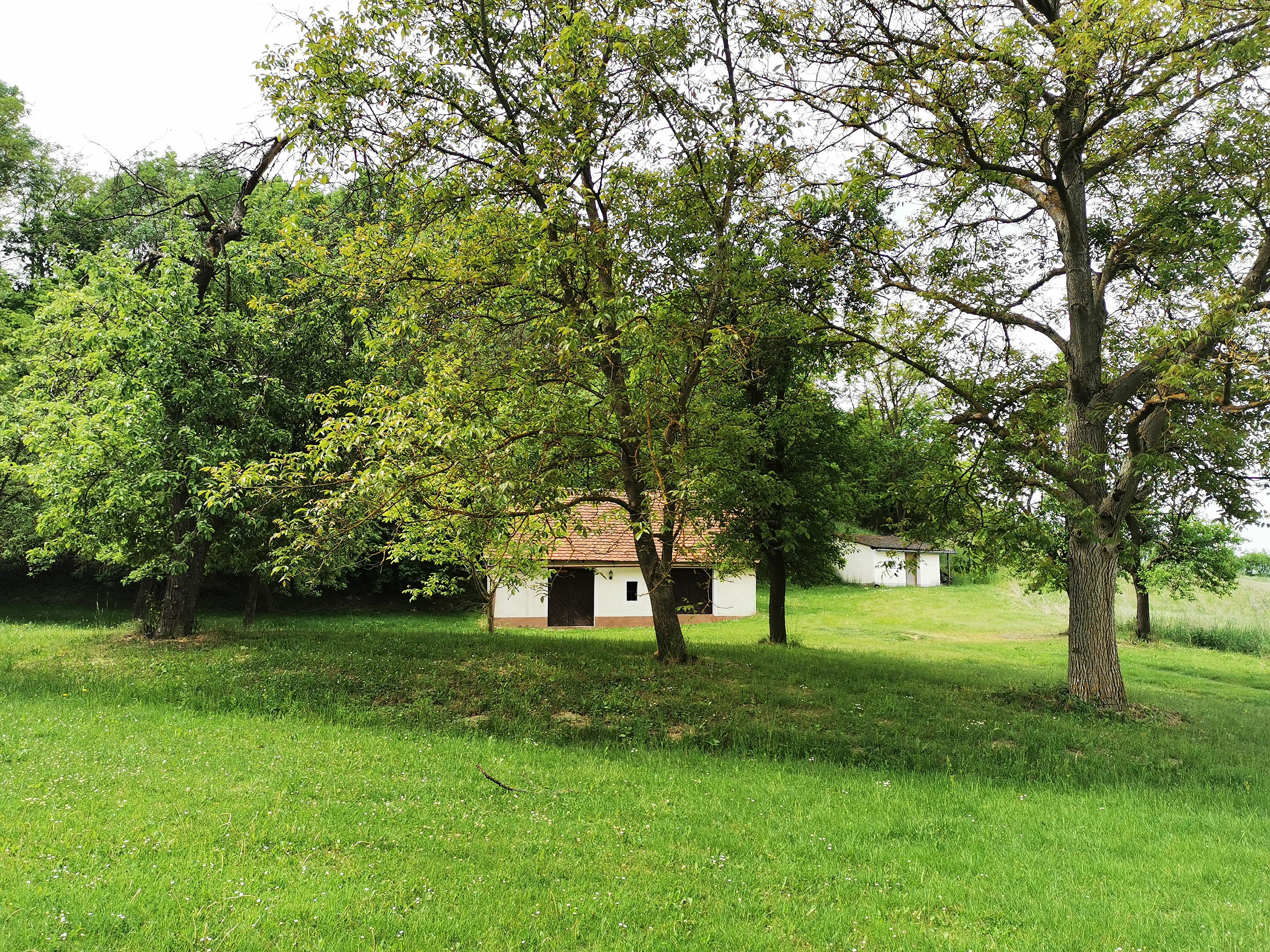Green meadow with trees and a small white building in the background.