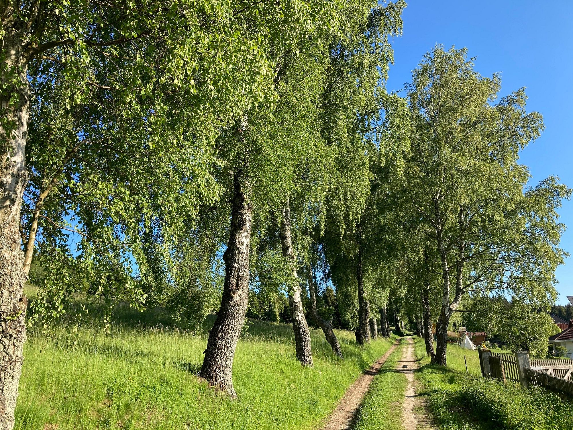 A narrow path leads through an avenue of birch trees surrounded by green grass. The sky is clear and blue.
