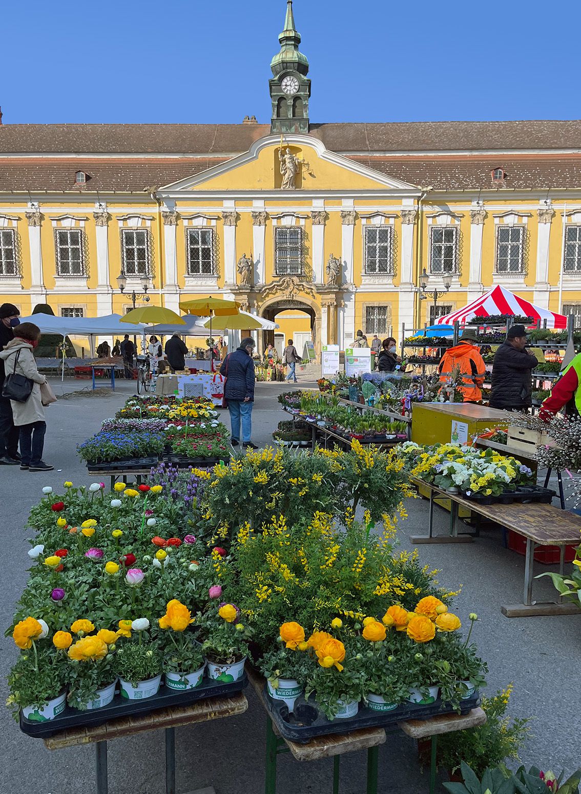 Flower stalls at a weekly market in front of a historic building with a clock tower in Stockerau.