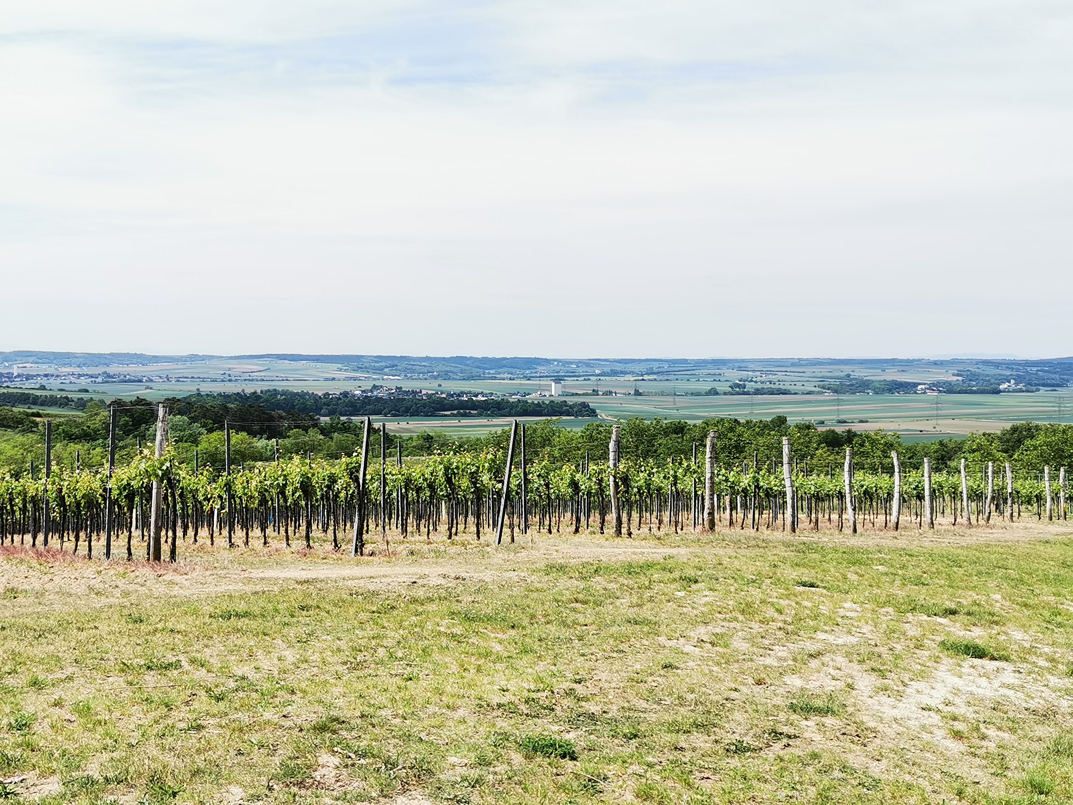 Vineyards in the Weinviertel with sweeping views over the countryside.