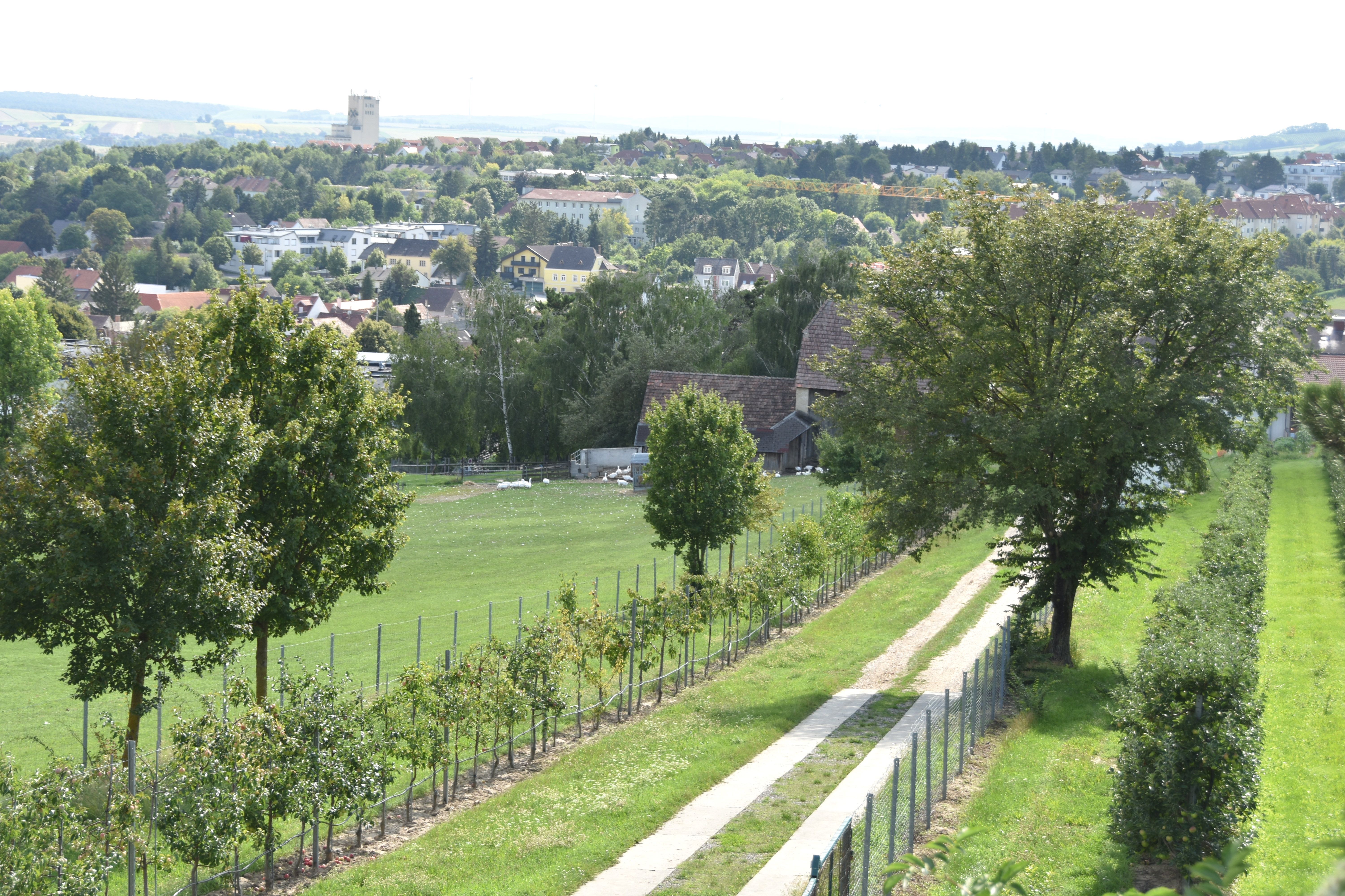 Landscape with path, trees and town in the background.