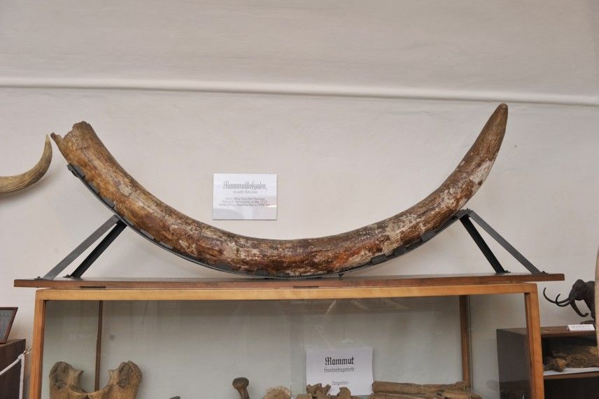 Mammoth tusk in the Langenlois Museum of Local History.