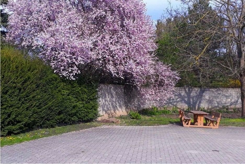 A blossoming tree with pink flowers next to a stone wall and a wooden seating area on a paved square.