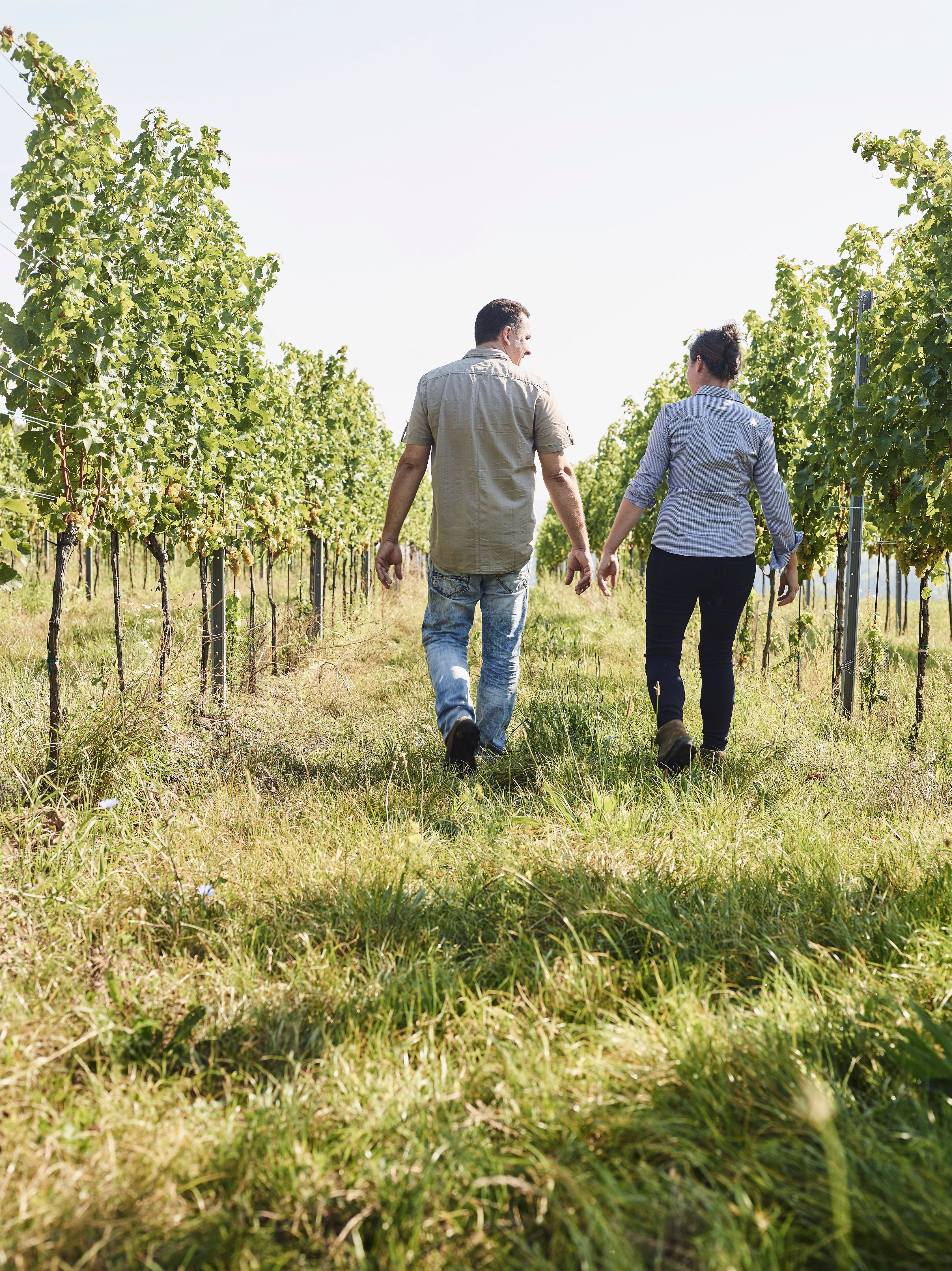 Two people walk through a vineyard.