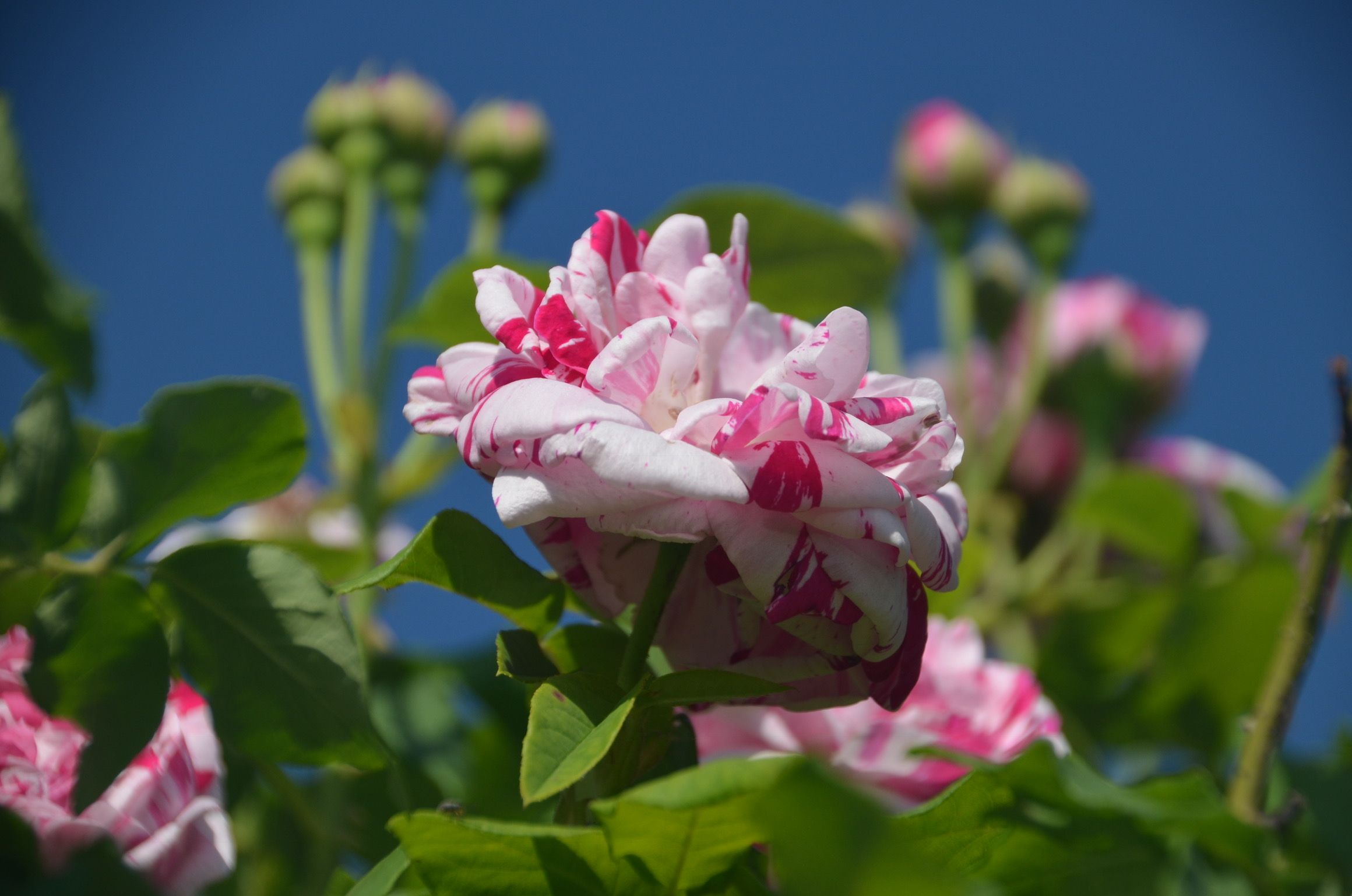 Close-up of a pink and white striped rose blossom against a blue sky.