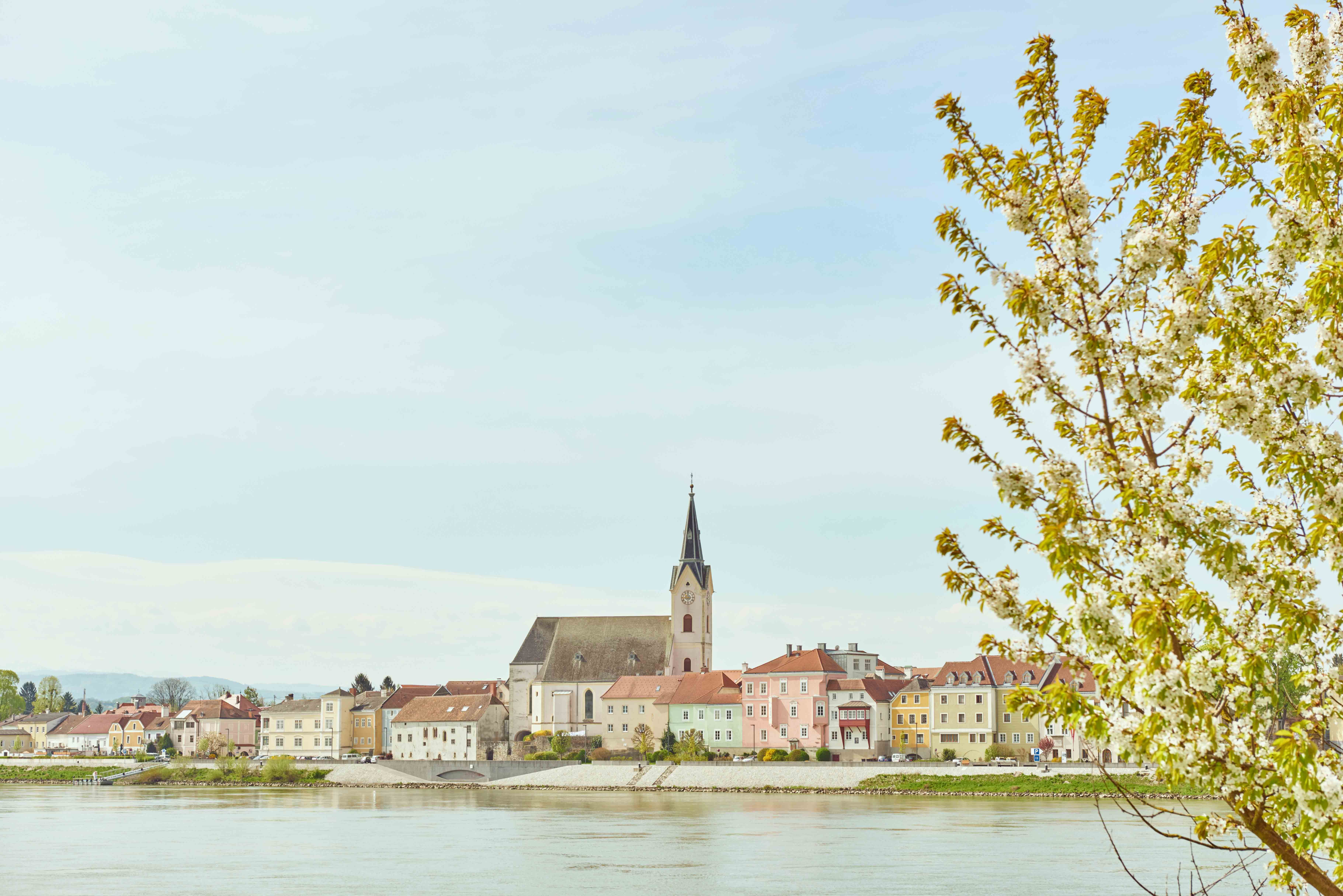 View of the municipality of Ybbs an der Donau with a blossoming tree in the foreground.