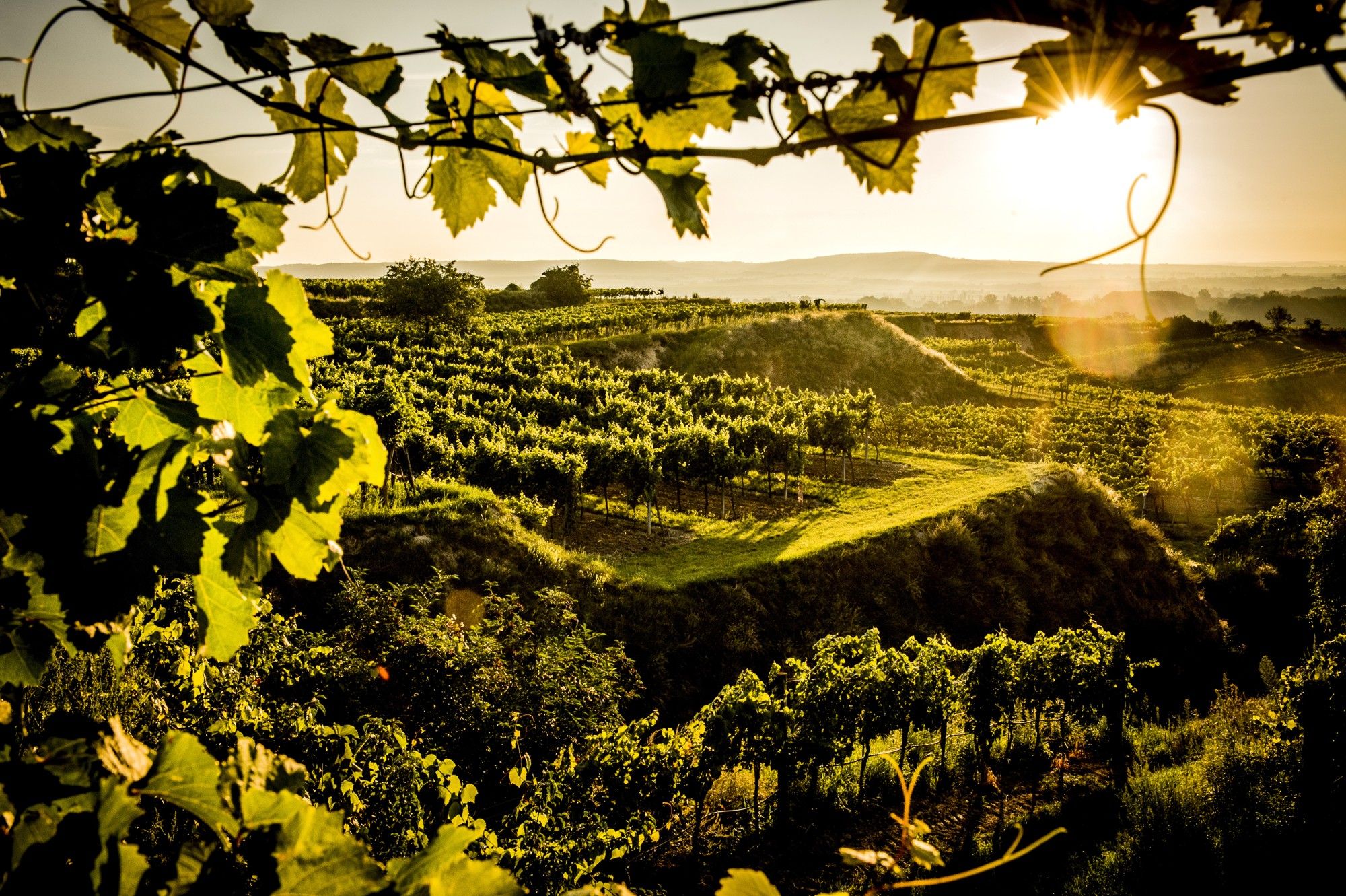 Vineyards at sunset in Gobelsburg, framed by vine leaves.