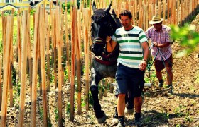 Two men work with a horse in a vineyard.