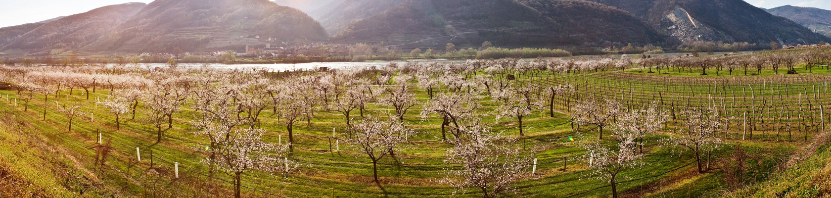 Apricot blossom in Schwallenbach, © Michael Liebert