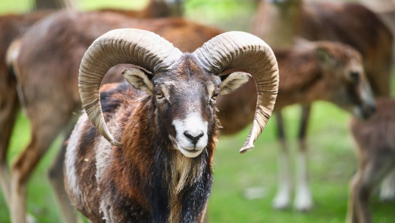 A mouflon with large, curved horns stands in the foreground, surrounded by other animals in the background.