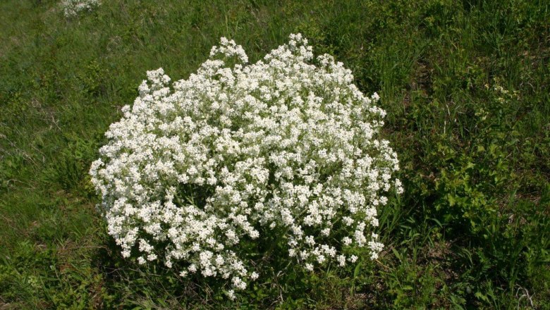 A large shrub with white flowers on a green meadow.