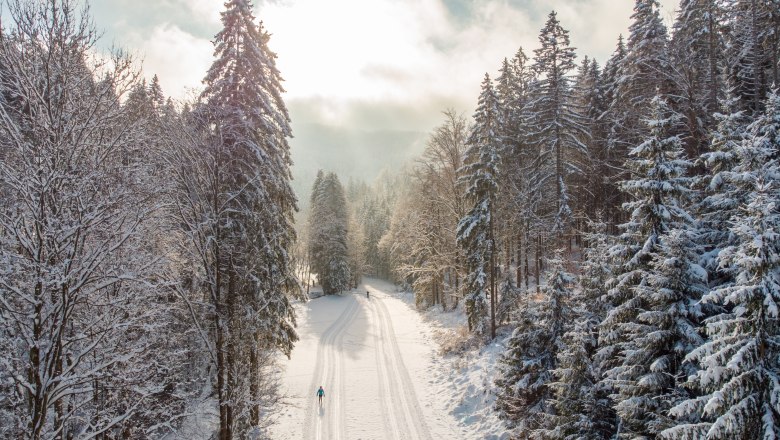 Snow-covered cross-country ski trail in a forest with two cross-country skiers.