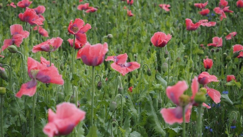 Poppy field, © Jutta`s Ferientraum, Günter Prohaska