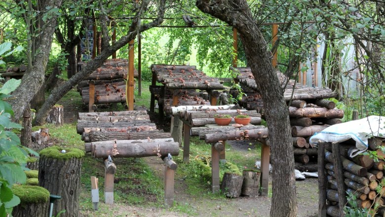 A mushroom garden with logs on which mushrooms grow, surrounded by trees and green plants.