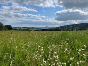 Blumenwiese mit Weitblick, &copy; Wachau Inside