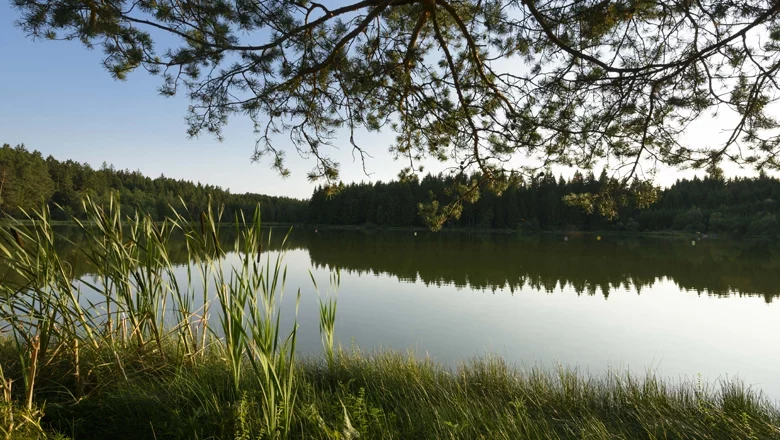 A quiet pond with reeds and trees in the background, taken at sunset.