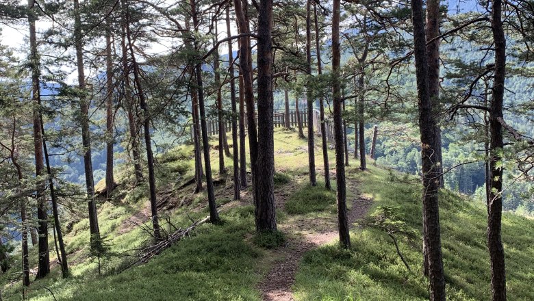 A narrow forest path leads to a viewpoint