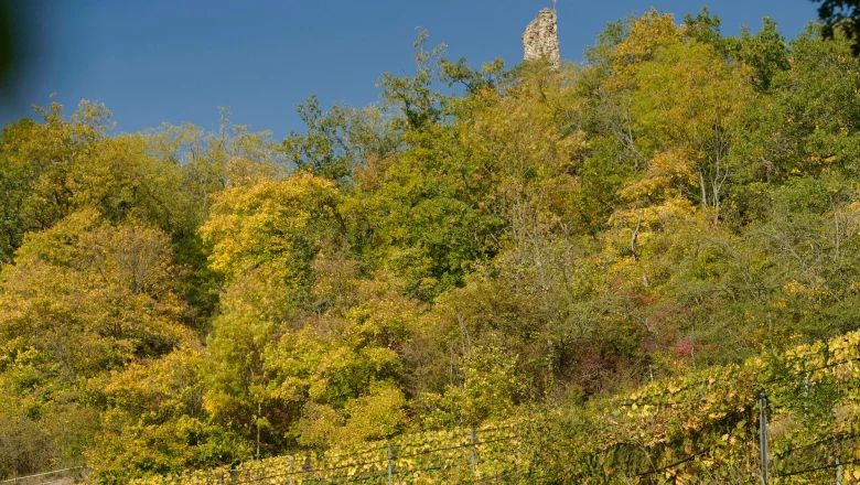 Autumn landscape with vines and ruins in the background.