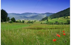 Green meadows with red poppies and hills in the background under a blue sky.
