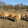 A group of sheep graze in a meadow on a sunny day.