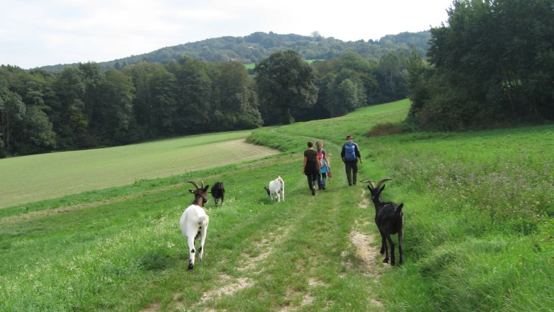 Goat hike, © Die Glücksschmiede