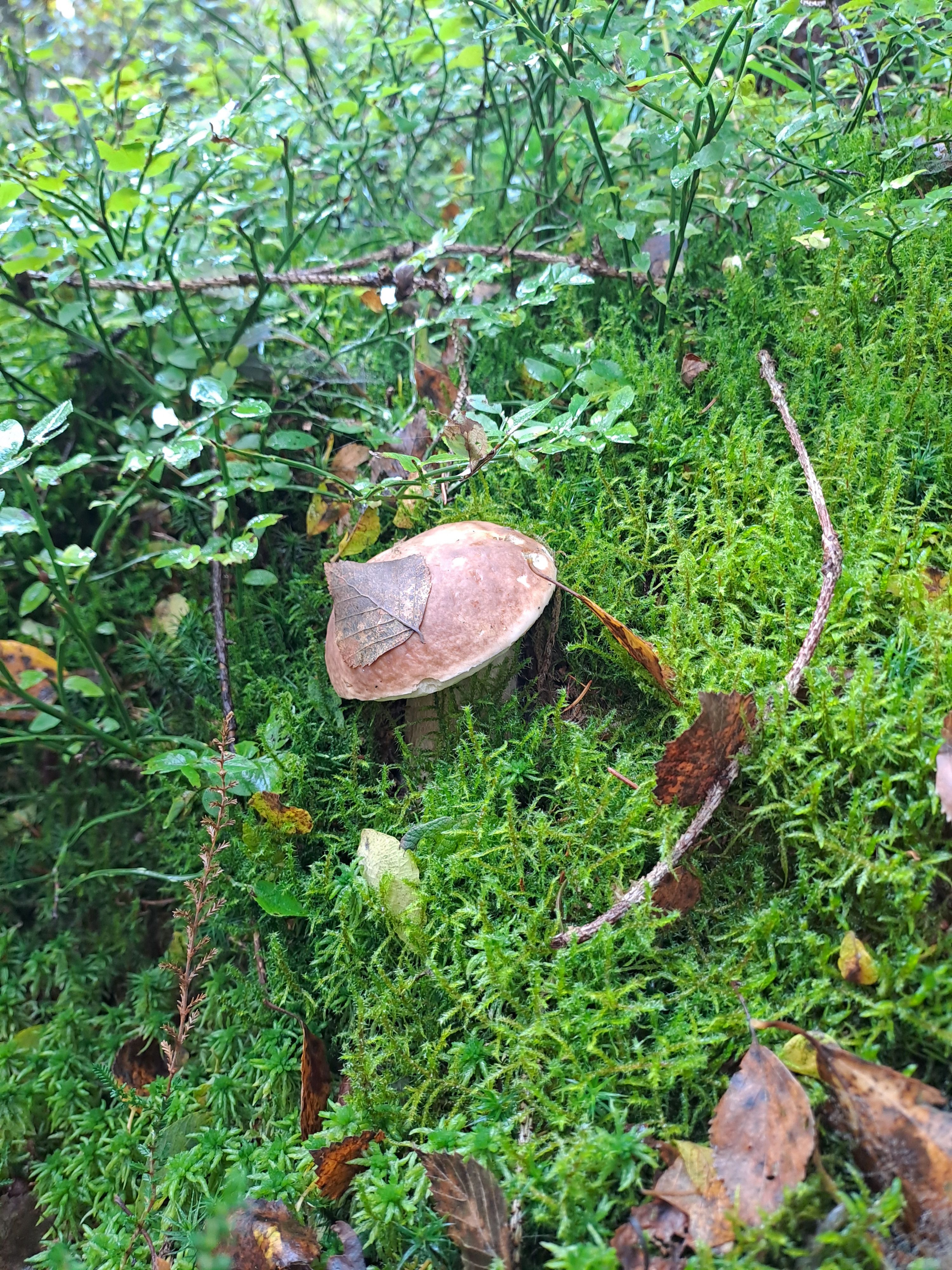 Mushroom by the wayside in the forest
