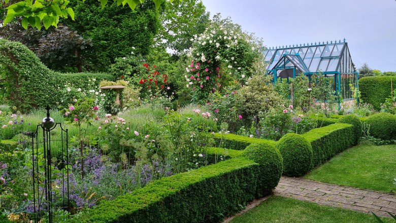 A well-tended garden with roses, hedges and a greenhouse in the background.