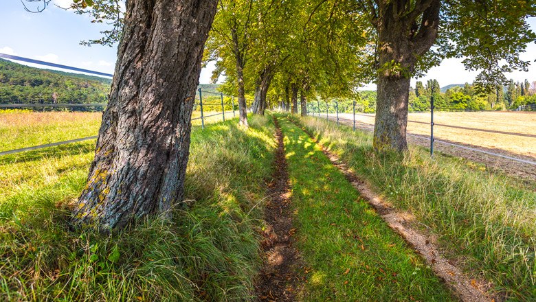 A narrow, grassy path leads through an avenue of trees, next to a field, under a blue sky.