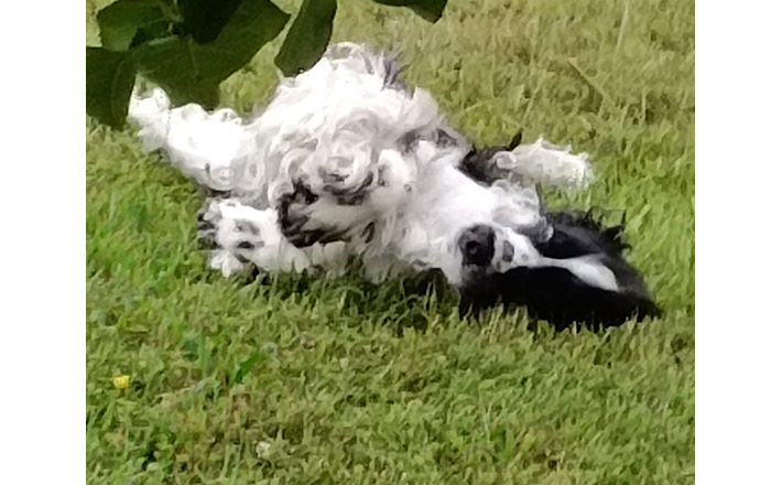 Furry noses, &copy; G&G