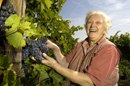 Elderly woman harvesting grapes in the vineyard.
