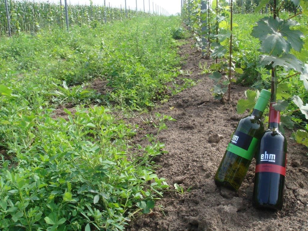 Two bottles of wine in a vineyard with green plants and vines.