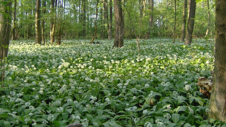 Spring in the Donau-Auen National Park, © ÖBF Archiv
