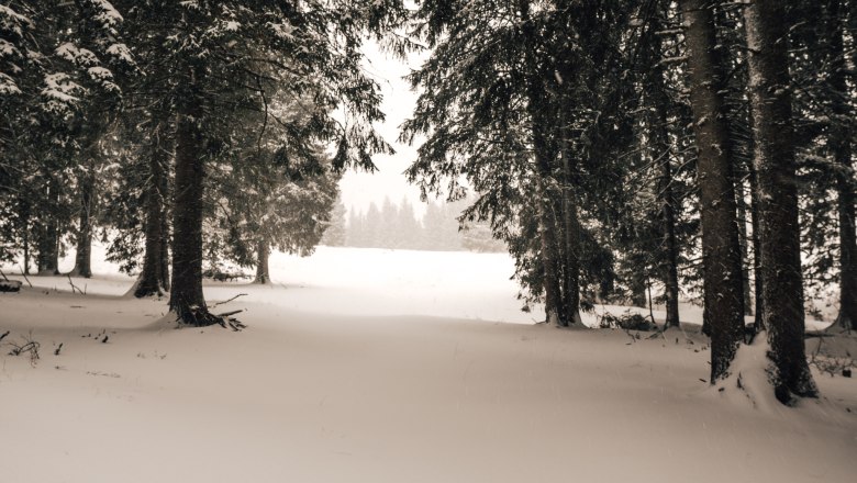 Snow-covered forest path in winter with trees and snow on the ground.
