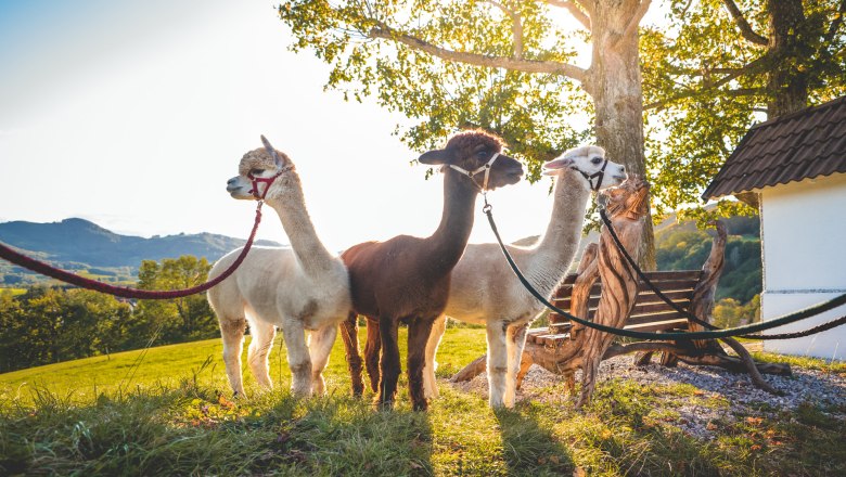 Alpaca garden rest area, © auftragsfoto.at Stefan Sappert